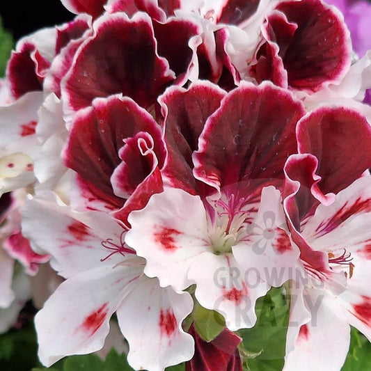 Georgia - Regal Pelargonium (Geranium)