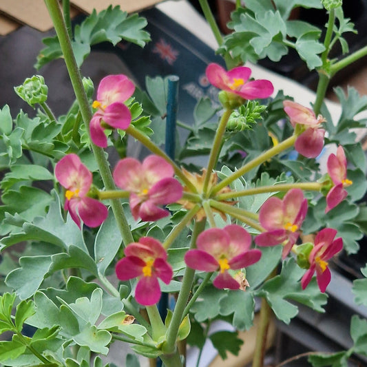 P. gibbosina Orchid - Species-hybrid Pelargonium / Geranium Plant - rare and unusual plant - 6cm Bio Pot