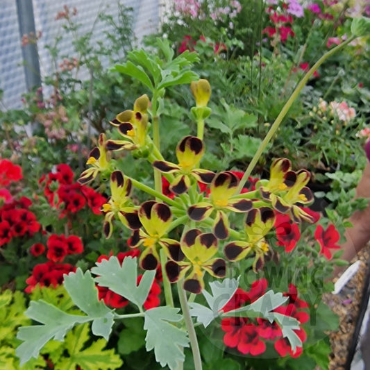 P. gibbosum Maroon - Species Hybrid Pelargonium