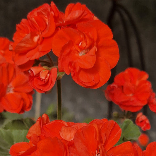 Gosbrook Susannah - Dwarf Zonal Pelargonium / Geranium Garden Plant - 6cm bio pot