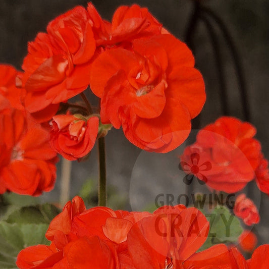 Gosbrook Susannah - Dwarf Zonal Pelargonium / Geranium