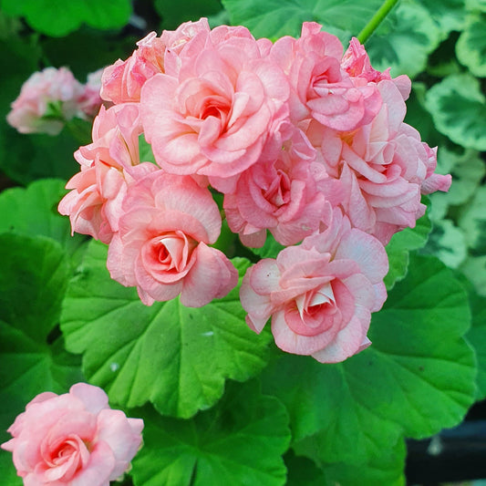 Grainger's Antique Rose - Rosebud Pelargonium (Geranium) Plant - 6cm Pot