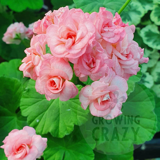 Grainger's Antique Rose - Rosebud Pelargonium (Geranium)