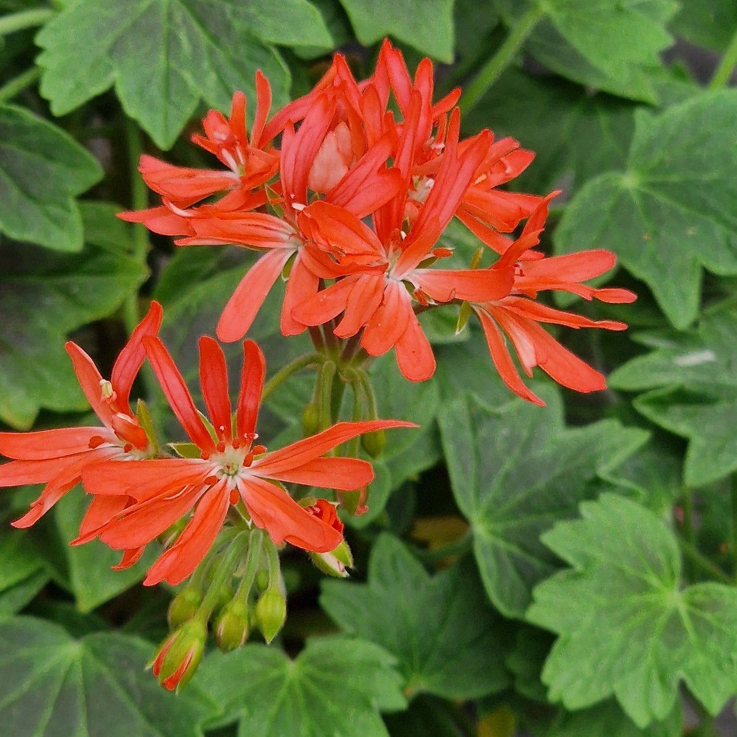 Grandad Mac is a Stellar Pelargonium which has a vibrant salmon pink flowers with shield shaped zoning on its leaves. Available to buy in the UK from Growing Crazy.