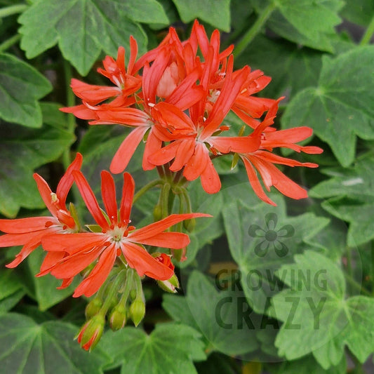Grandad Mac is a Stellar Pelargonium which has a vibrant salmon pink flowers with shield shaped zoning on its leaves. Available to buy in the UK from Growing Crazy.