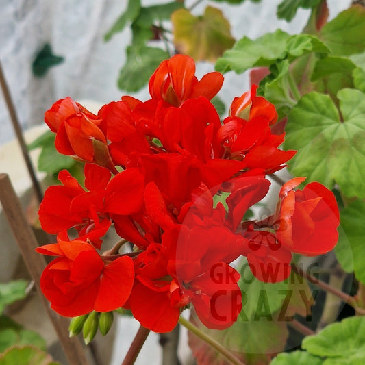 Gustav Emich - Zonal Pelargonium / Geranium