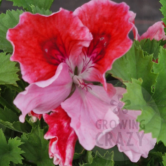 Harbour Lights Regal Pelargonium