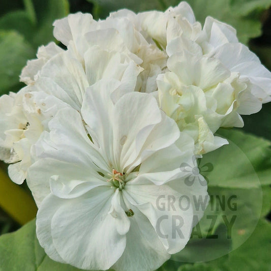 Hermione - Zonal Pelargonium / Geranium