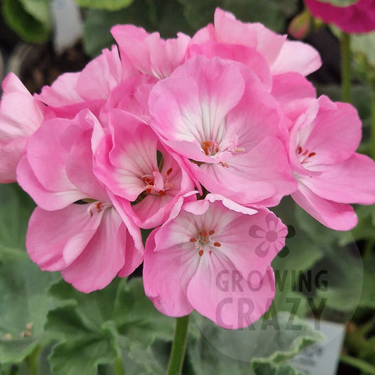 Highfield's Festival - Zonal Pelargonium / Geranium