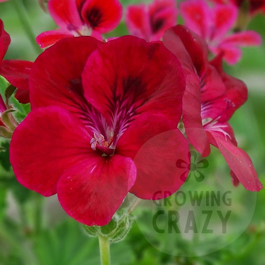 Hindoo Decorative Pelargonium