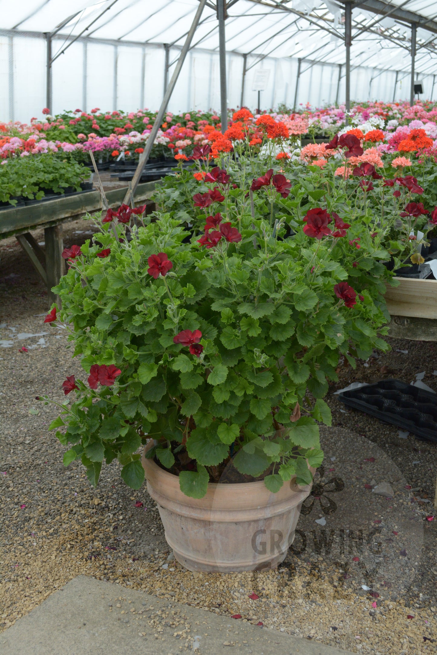 Hindoo Nights - Decorative Pelargonium (Geranium) plant in 6cm bio pot