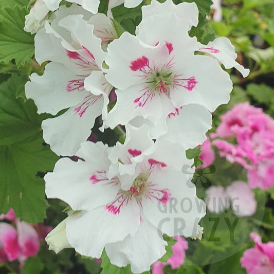 Horace Parsons - Regal Pelargonium (Geranium)