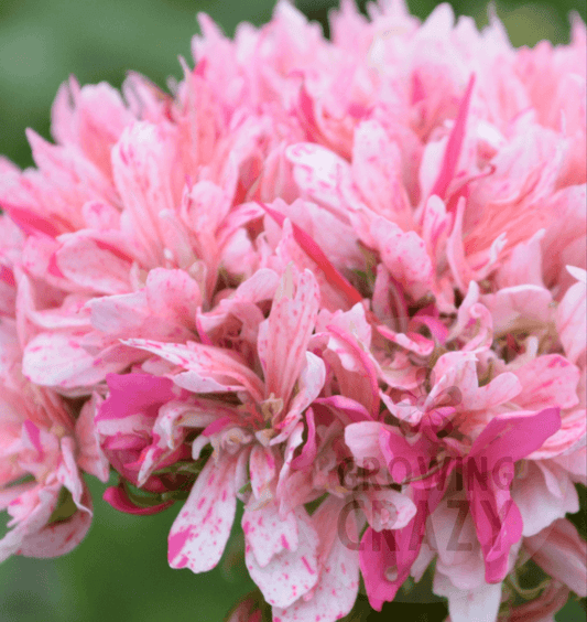 Fairfields - Stellar Pelargonium (Geranium)