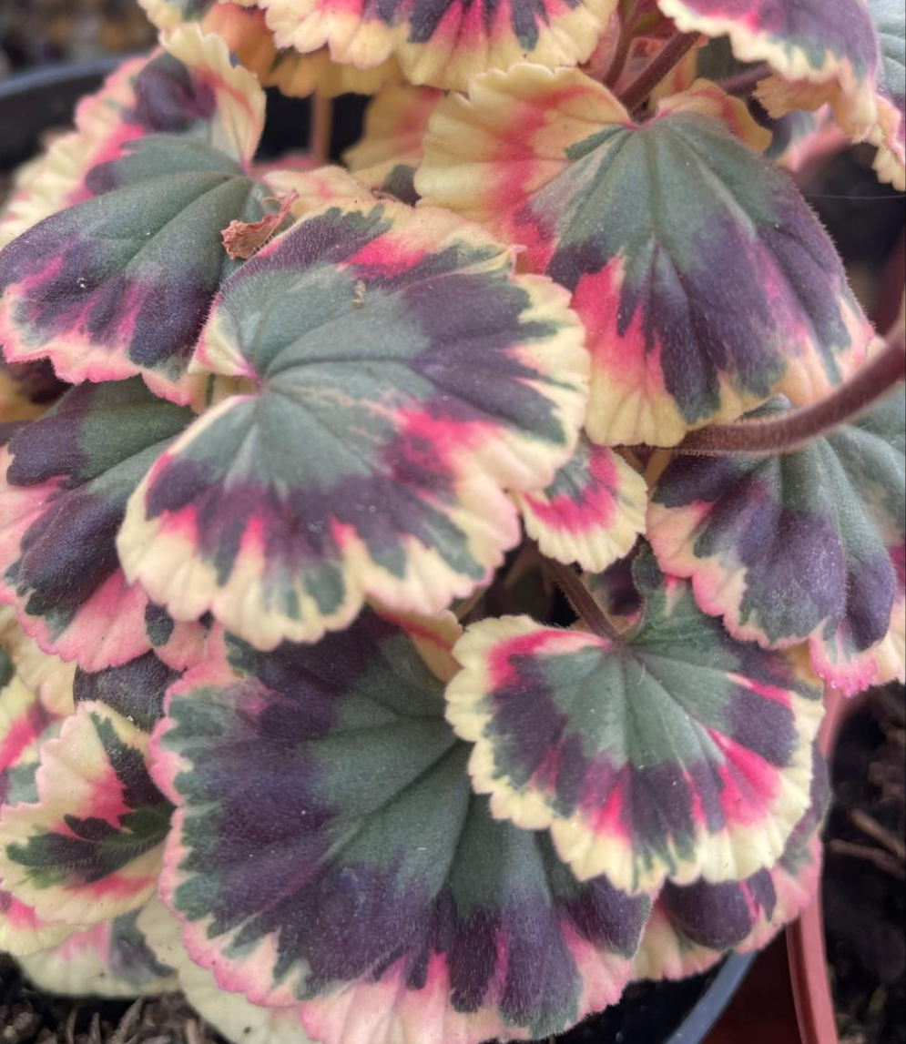 Excalibur - Coloured Leaf Pelargonium / Geranium Plant - 7cm pot
