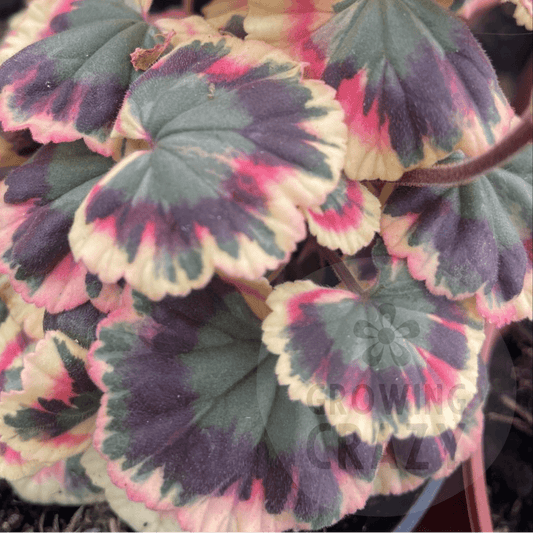 Excalibur - Coloured Leaf Pelargonium / Geranium