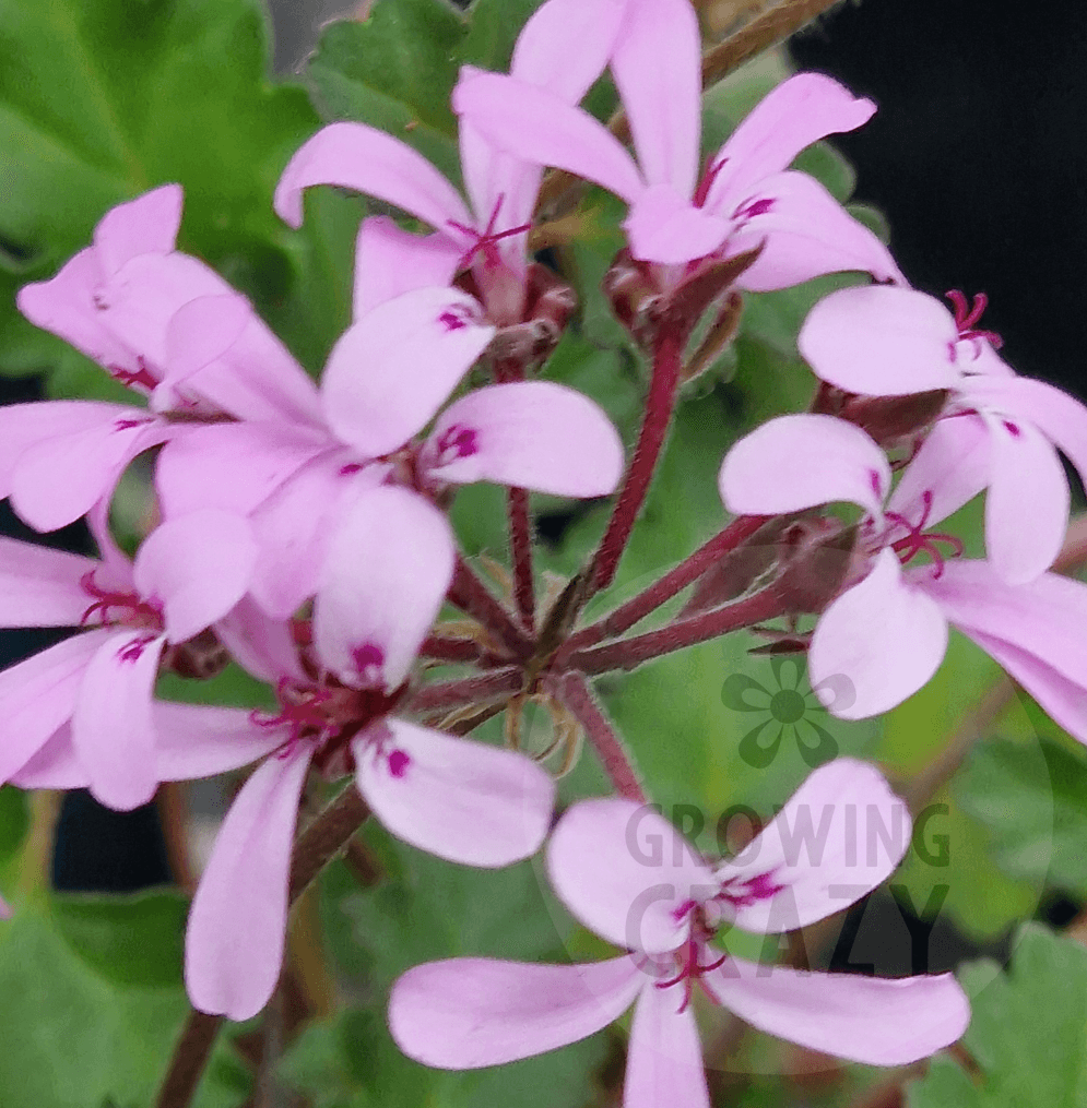 P. Deerwood Lavender Lass - Species Hybrid Pelargonium / Geranium - Single Plant 6cm bio Pot
