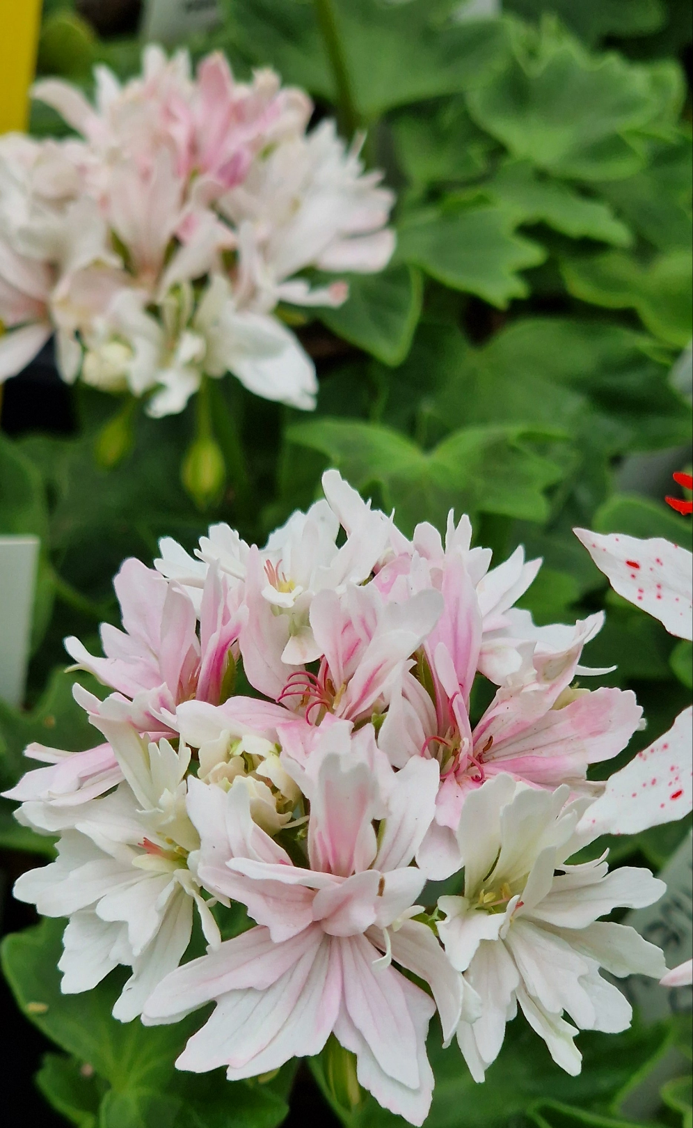Vectis Finery - Stellar Pelargonium (Geranium) Plant - 6cm bio pot