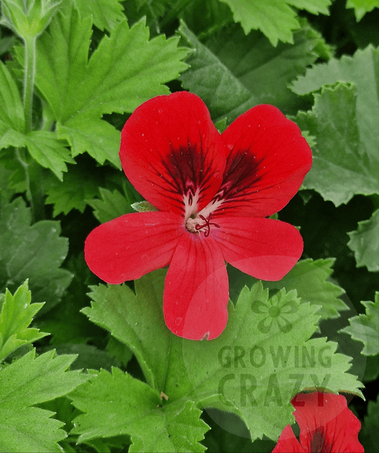 Leslie William Burrow - Decorative Pelargonium (Geranium)