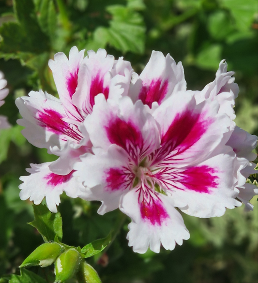 Arnside Fringed Aztec - Regal Pelargonium (Geranium) plant - 6cm bio pot