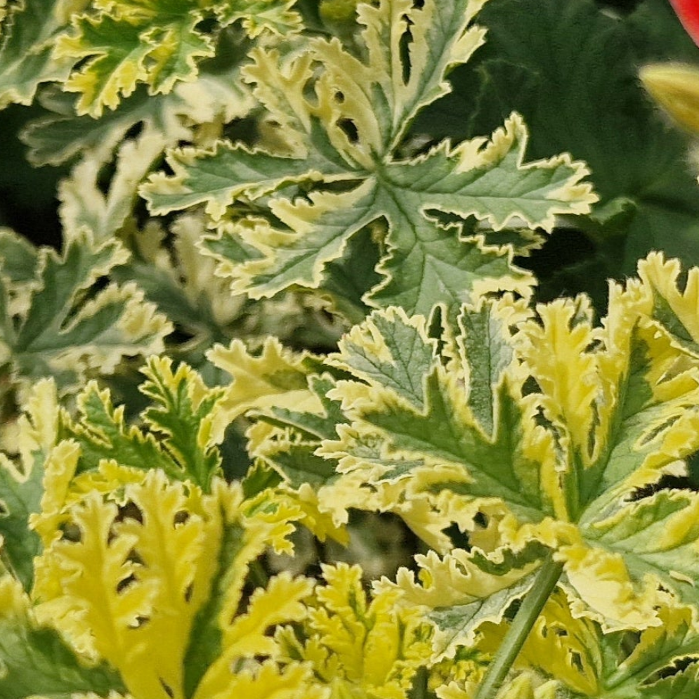 Phyllis - Unique Pelargonium (Geranium) Plant - 6cm bio pot