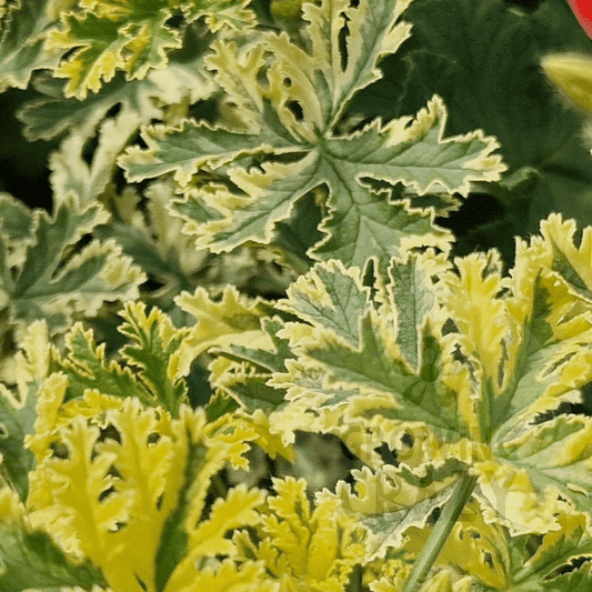 Phyllis - Unique Pelargonium (Geranium)