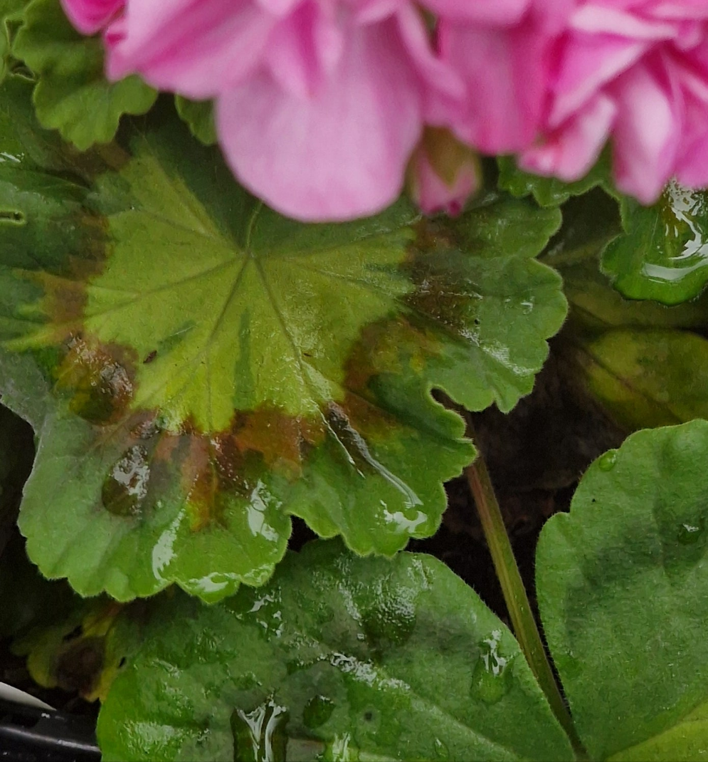 Jips Freda Burgess - Coloured Leaf Pelargonium (Geranium) Plant - 6cm bio pot