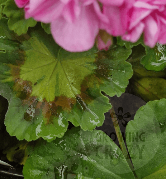 Jips Freda Burgess - Coloured Leaf Pelargonium (Geranium)