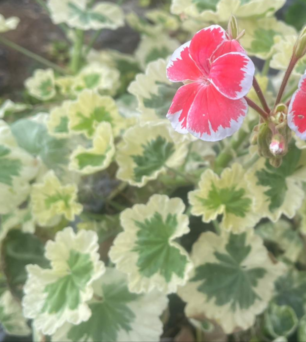 Hagmas Trolkrem - Coloured Leaf Pelargonium / Geranium Plant - 7cm pot