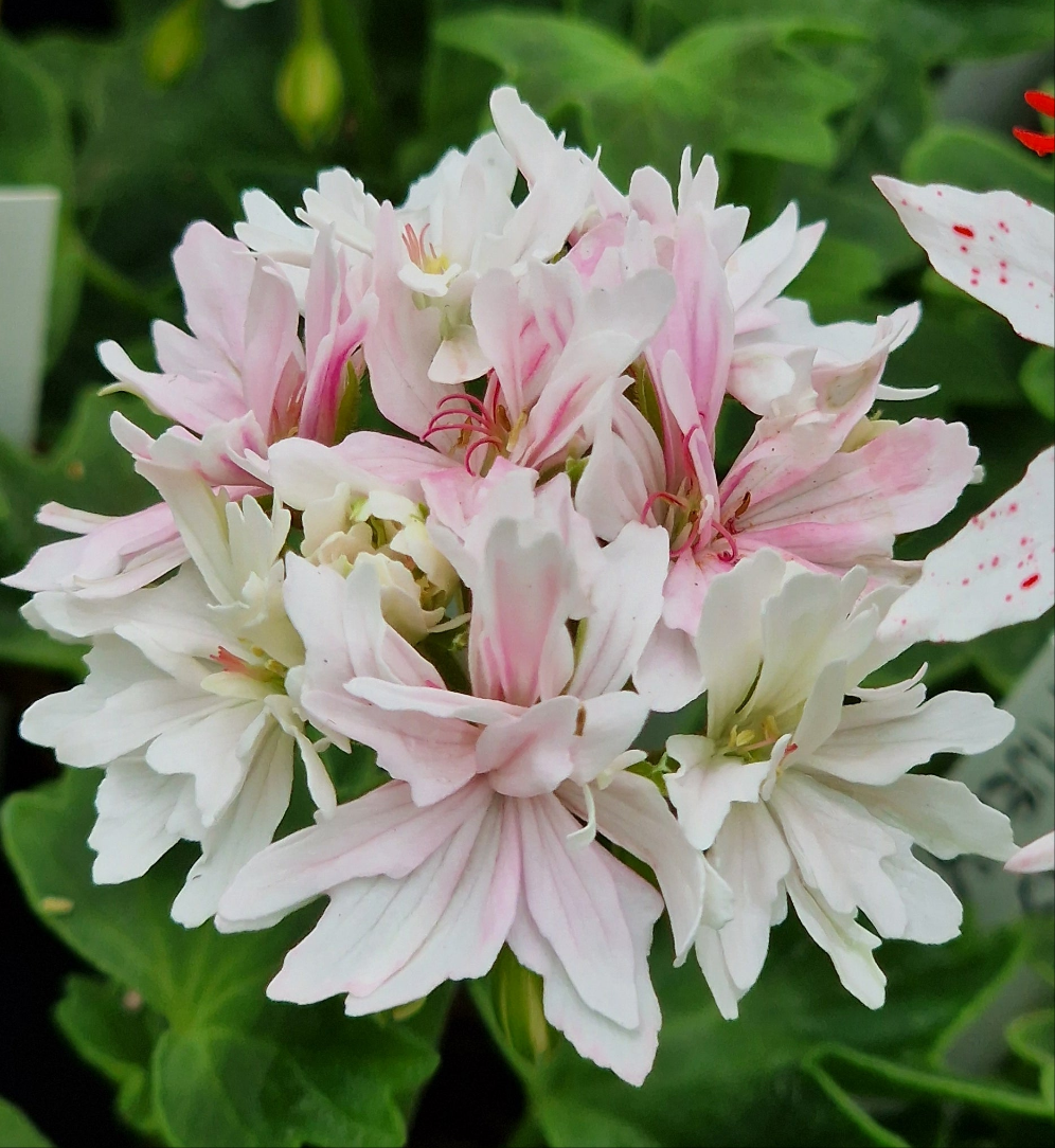 Vectis Finery - Stellar Pelargonium (Geranium) Plant - 6cm bio pot