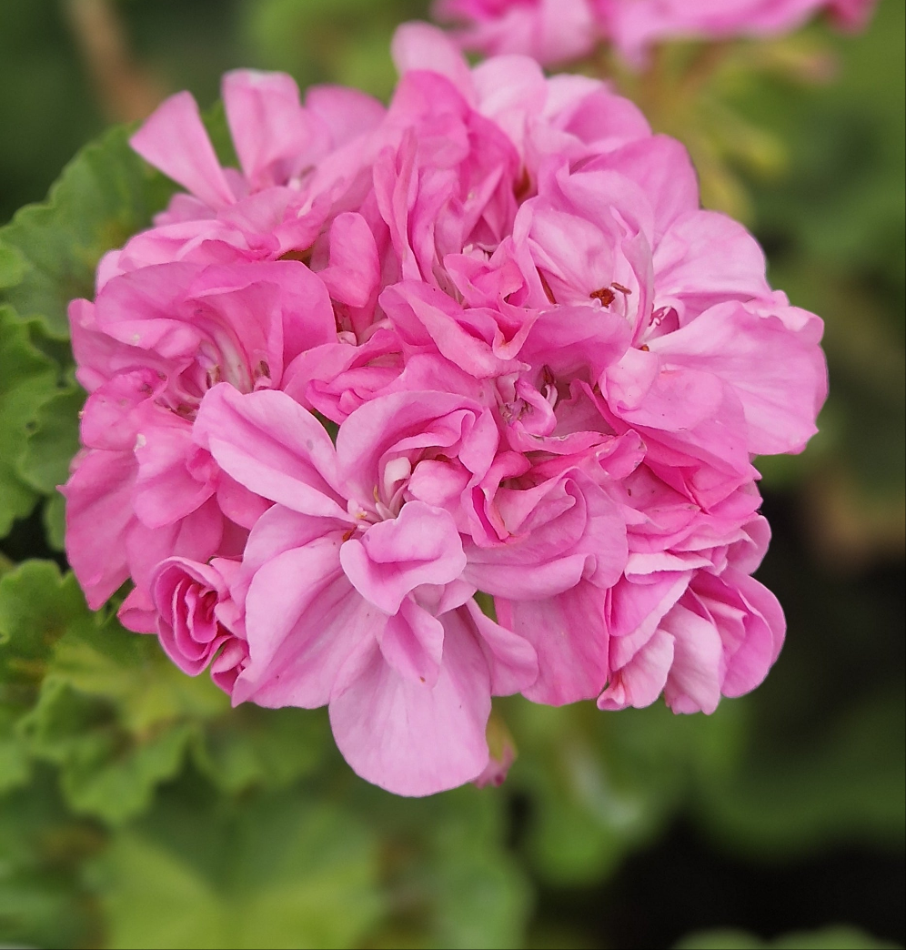 Jips Freda Burgess - Coloured Leaf Pelargonium (Geranium) Plant - 6cm bio pot