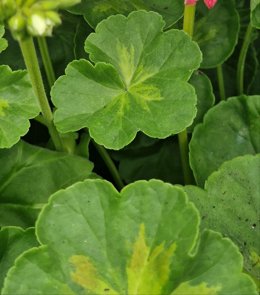 Happy Appleblossom - Rosebud Pelargonium (Geranium) Plant - 6cm bio pot