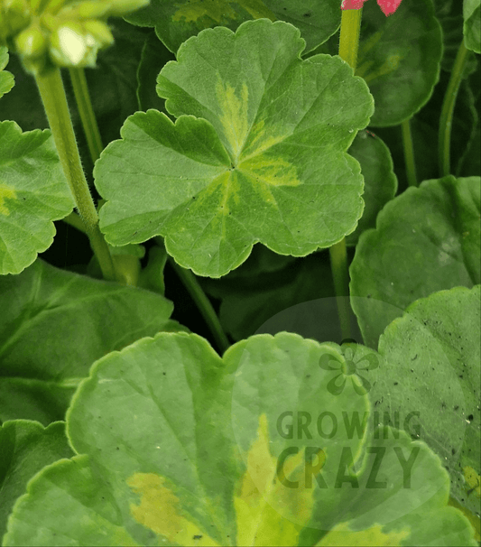 Happy Appleblossom - Rosebud Pelargonium (Geranium)
