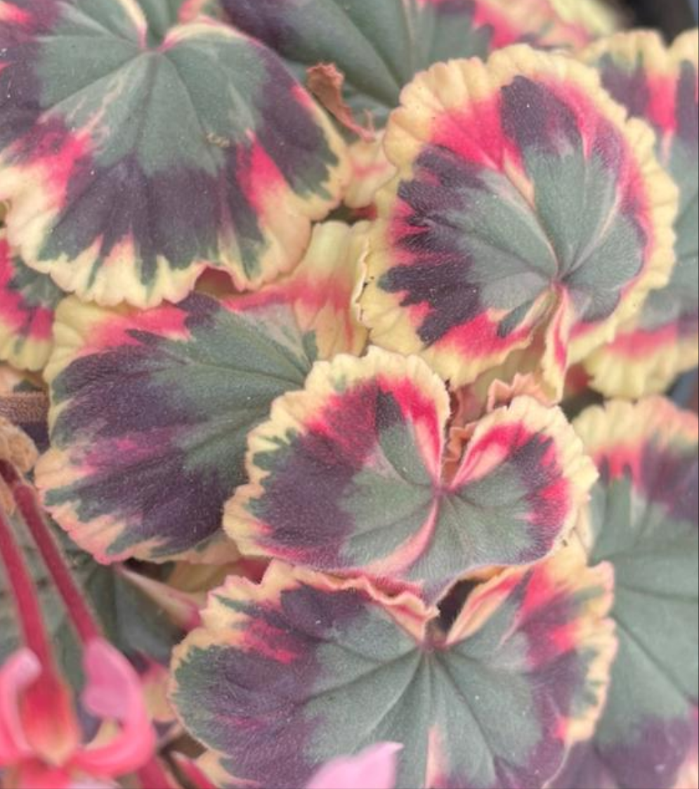 Excalibur - Coloured Leaf Pelargonium / Geranium Plant - 7cm pot