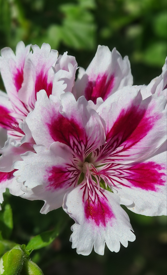 Arnside Fringed Aztec - Regal Pelargonium (Geranium) plant - 6cm bio pot