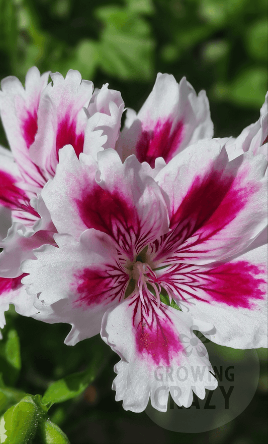 Arnside Fringed Aztec - Regal Pelargonium (Geranium)
