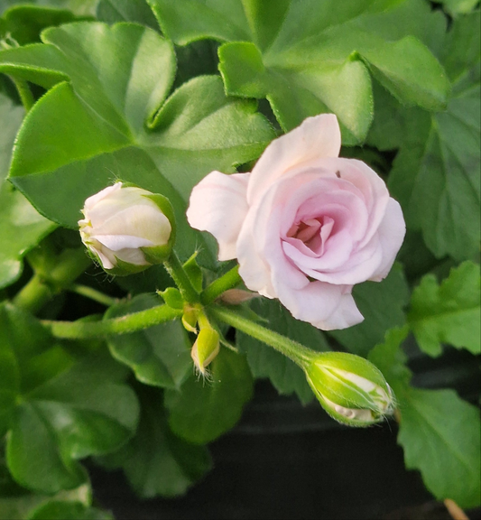 Jackie - Ivy Leaved Pelargonium (Geranium) trailing Plant - 6cm bio pot