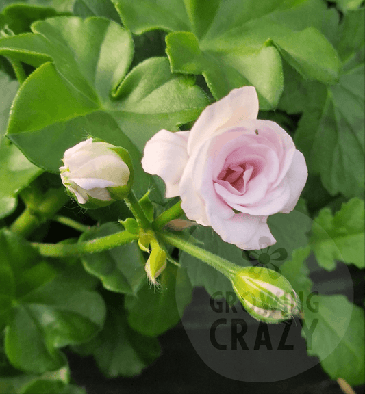 Jackie - Ivy Leaved Pelargonium (Geranium)