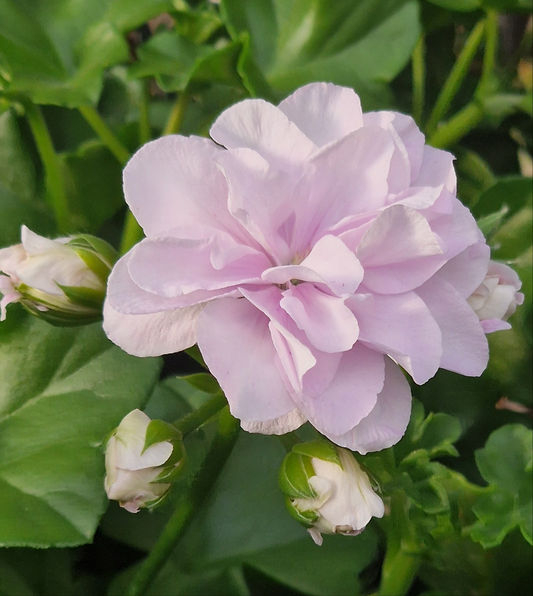 Jackie - Ivy Leaved Pelargonium (Geranium) trailing Plant - 6cm bio pot