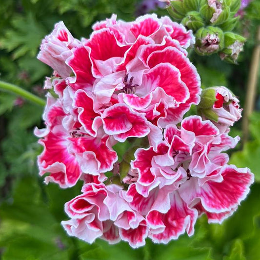 Princess of Wales - Regal Pelargonium (Geranium) plant - 6cm bio pot