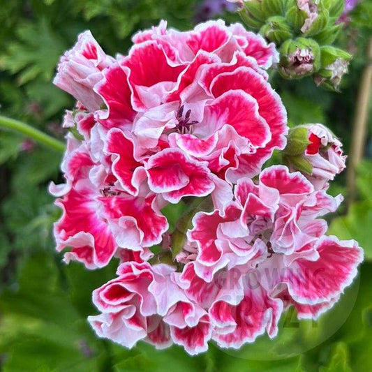 Princess of Wales - Regal Pelargonium (Geranium)