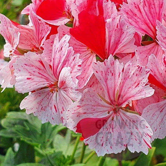 Vectis Volcano Stellar Pelargonium provides an eruption of well rounded flowers with flushes of pink speckling and splashes of red, this variety is nice and compact and puts on a great display.