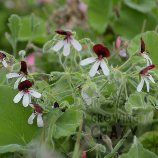 Islington Peppermint - Peppermint Scented Leaf Pelargonium (Geranium)