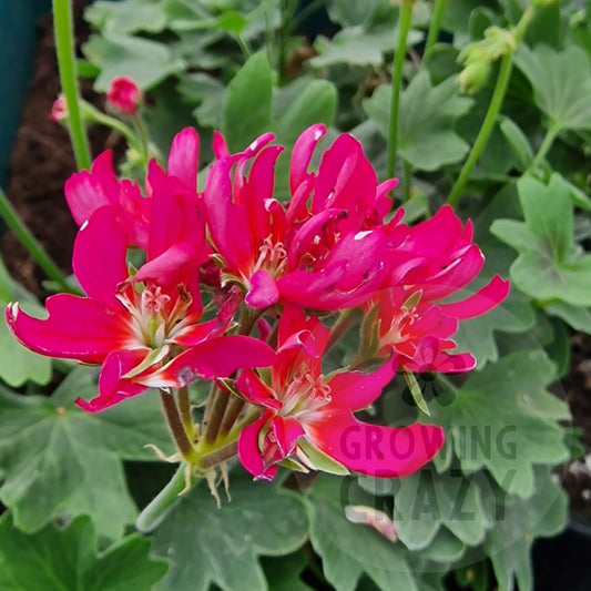 John Round - Stellar Pelargonium (Geranium)