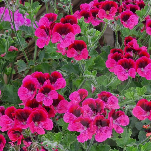 Key's Unique - Unique Pelargonium (Geranium)