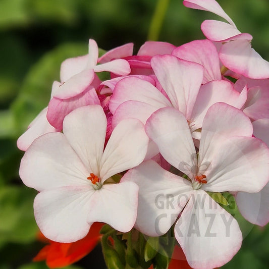 Lady of Spain - Zonal Pelargonium / Geranium
