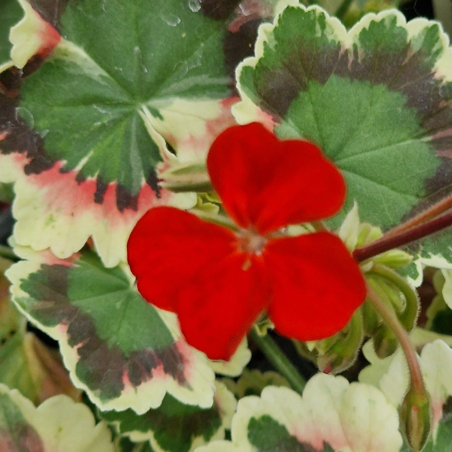 Lass O Gowrie - Coloured Leaf Pelargonium (Geranium) Plant - 6cm bio pot