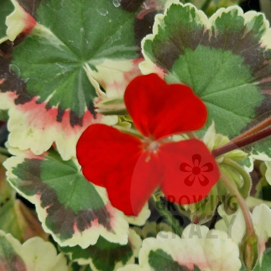 Lass O Gowrie - Coloured Leaf Pelargonium (Geranium)