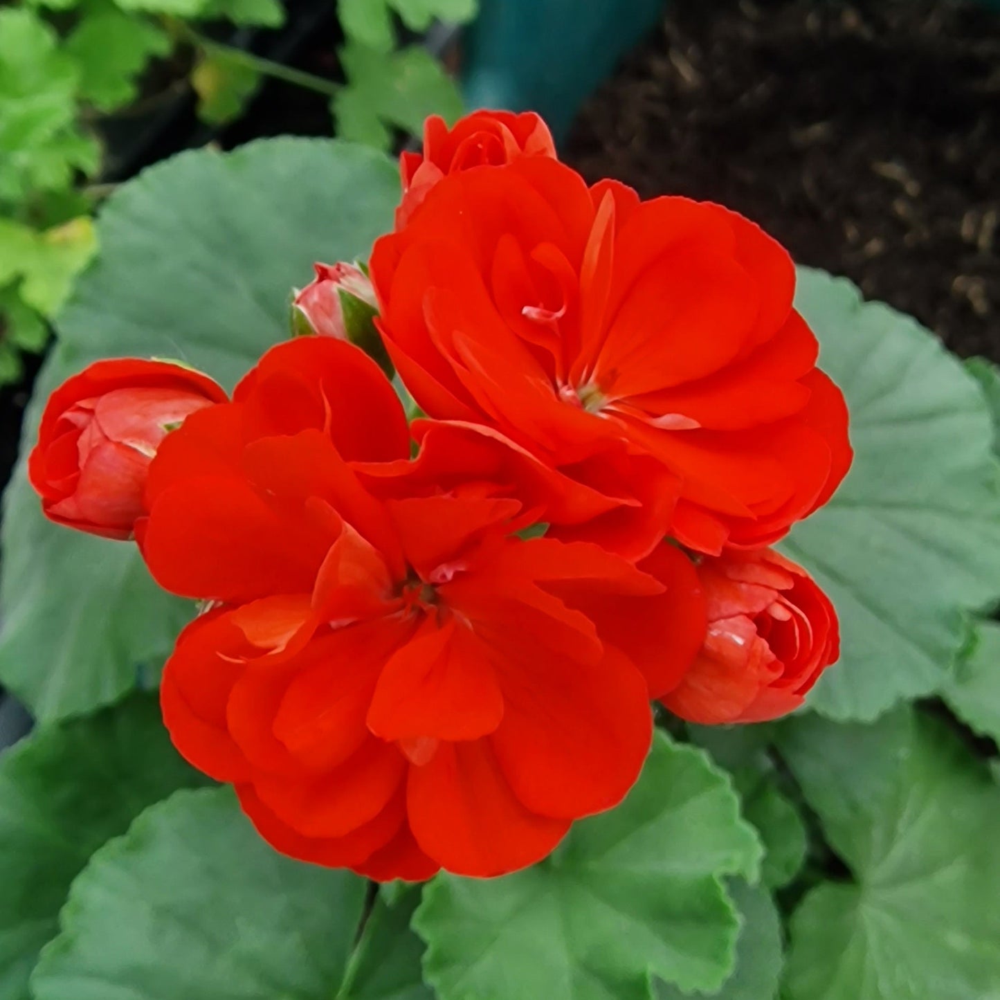 Le Febre - Rosebud Pelargonium (Geranium) Plant - 6cm bio pot