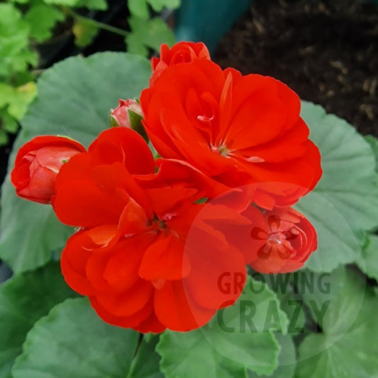 Le Febre - Rosebud Pelargonium (Geranium)