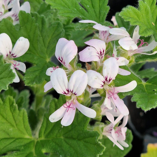 Lee Roy Alexander - Rose Scented Leaf Pelargonium (Geranium) Plant - 6cm bio pot